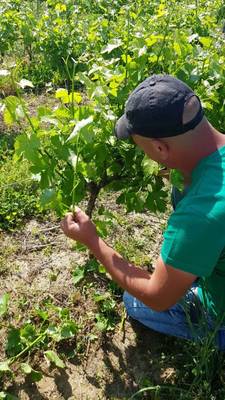 Entre-deux-mers, Sauternes, Graves, Leognan, St. Emilion